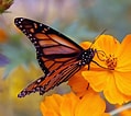 Image result for Butterflies. Size: 119 x 106. Source: commons.wikimedia.org