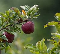 Image result for Apple Fruit On a Tree
