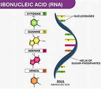 Image result for RNA Bases