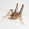 Image result for Ground Cricket Insect