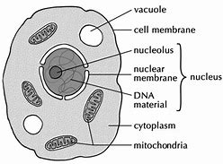 Image result for Animal Cell Black and White