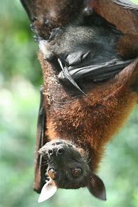 Image result for How the Bat Came to Be