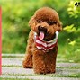 Image result for Friendliest Small Dog Breeds