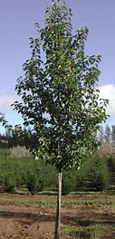 Image result for Pyrus communis Notre Dame