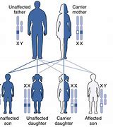 Image result for Genetic Inheritance Diagram