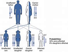 Image result for Homozygous and Heterozygous Alleles