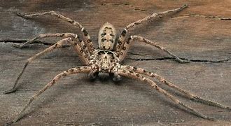 Image result for world s largest huntsman spiders