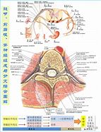Image result for 神经解剖学