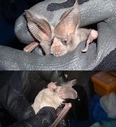 Image result for San Diego Bat Species