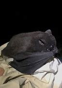 Image result for Pygmy Bat Albino