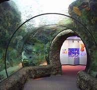 Image result for Ashley Baca Albuquerque Aquarium Aquarist