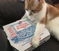 Image result for Vote Pizza Cat Meme