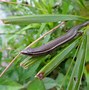 Image result for List of Small Types of Lizards