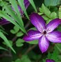 Image result for Pruning Clematis Vines