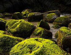 Image result for Moss Covered Rocks