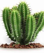Image result for Cactus Images. Free