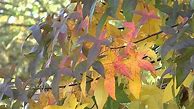 Image result for Liquidambar styraciflua Anja