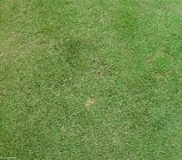 Image result for 1500X1500 2D Grass