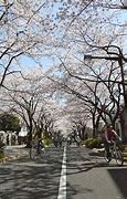 Image result for Japan Sakura Street