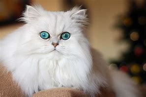Image result for Persian Blue Eyed White Cat