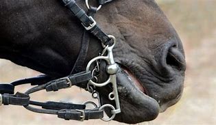 Image result for Cut Tongue From a Bit On a Horse
