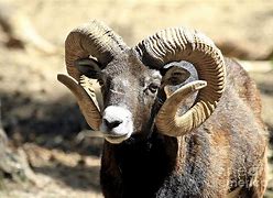 Image result for Ram Animal Horns