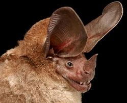 Image result for Funny Bat Picture Face