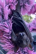 Image result for White Collared Fruit Bat