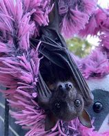Image result for Fluffy Bat Species
