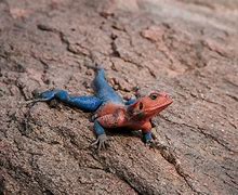 Image result for Lizard with Red Head