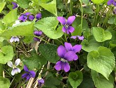 Image result for Edible Wild Plants in Wisconsin