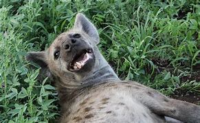Image result for Hyena Eating Zebra