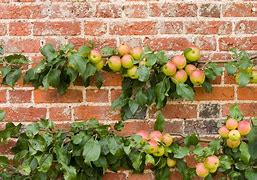 Image result for Espalier Trees
