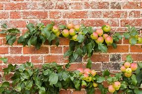 Image result for Wall Apple Trees