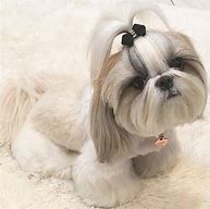 Image result for Shih Tzu Funny Haircuts