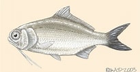 Image result for "polymixia Nobilis". Size: 205 x 106. Source: animaldiversity.org