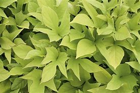 Image result for Ornamental Sweet Potato Vine