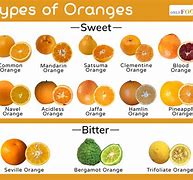 Image result for All Kinds of Oranges