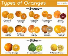 Image result for Orange American Fruits