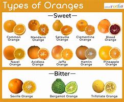 Image result for Orange Fruits List