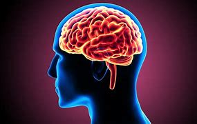 Image result for Human Body and Brain