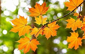 Image result for Maple Leaves Wallpaper