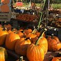 Image result for Pumpkin Picking Caites Classrrom