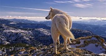 Image result for Wolf HD Wallpapers for PC