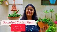 Image result for Cactus House plants