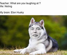 Image result for Musky Husky Meme