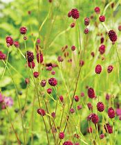 Image result for Sanguisorba (overige soorten : zie hoofdstuk)