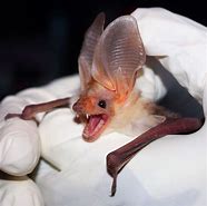 Image result for Leaf-Nosed Bat