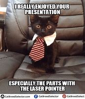 Image result for Business Cat Meme with White Background