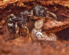 Image result for World's Smallest Ant
